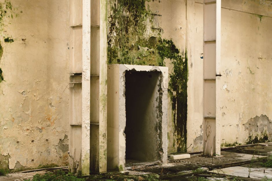Mold Damage: What Your Home Insurance Actually Covers