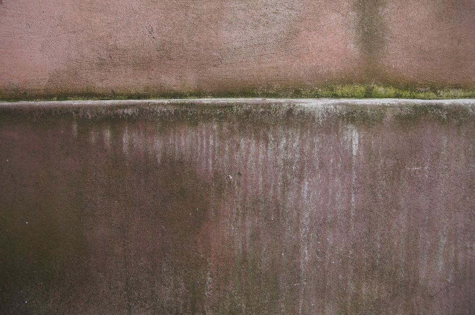 Does Your Homeowners Policy Cover Mold Damage?