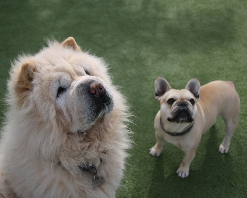 Dog Breeds and Home Insurance: Which Costs More to Insure