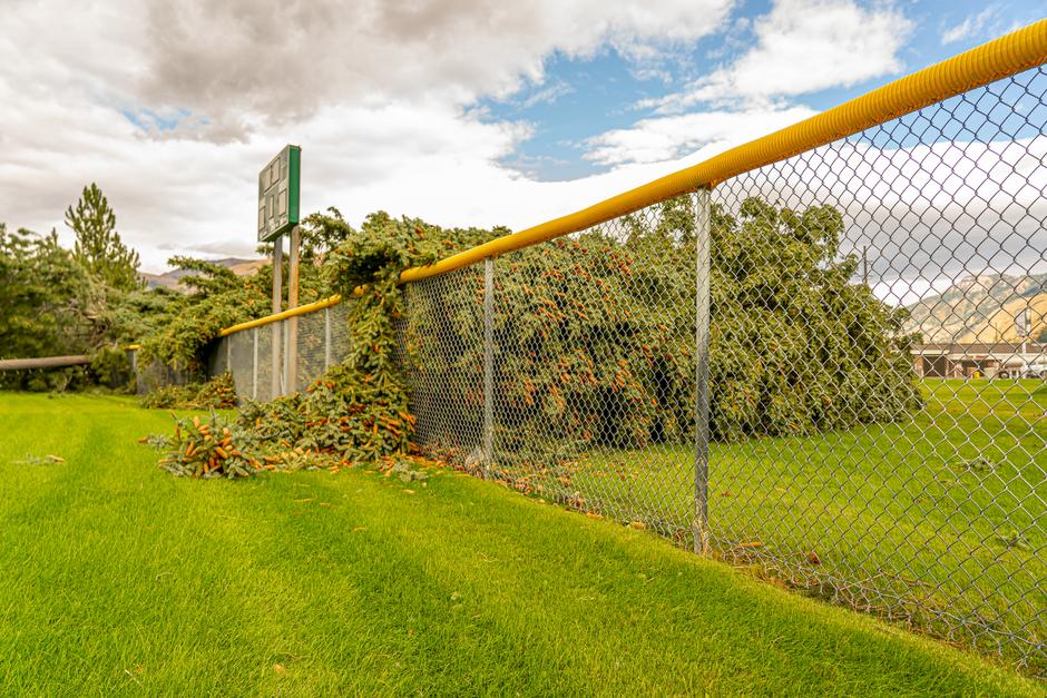 Tree Damage and Home Insurance: What's Covered