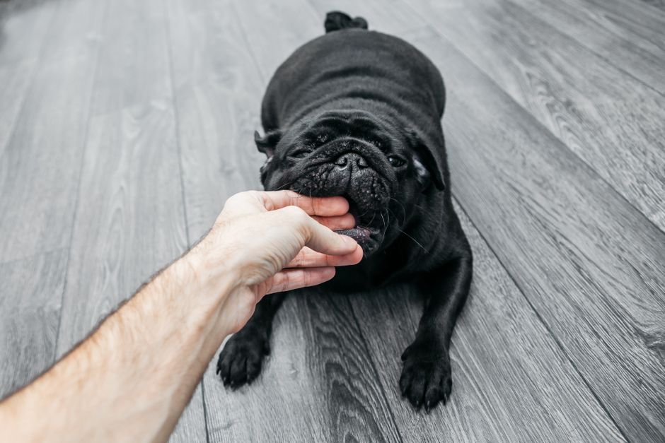 Does Your Homeowners Policy Cover Dog Bite Claims